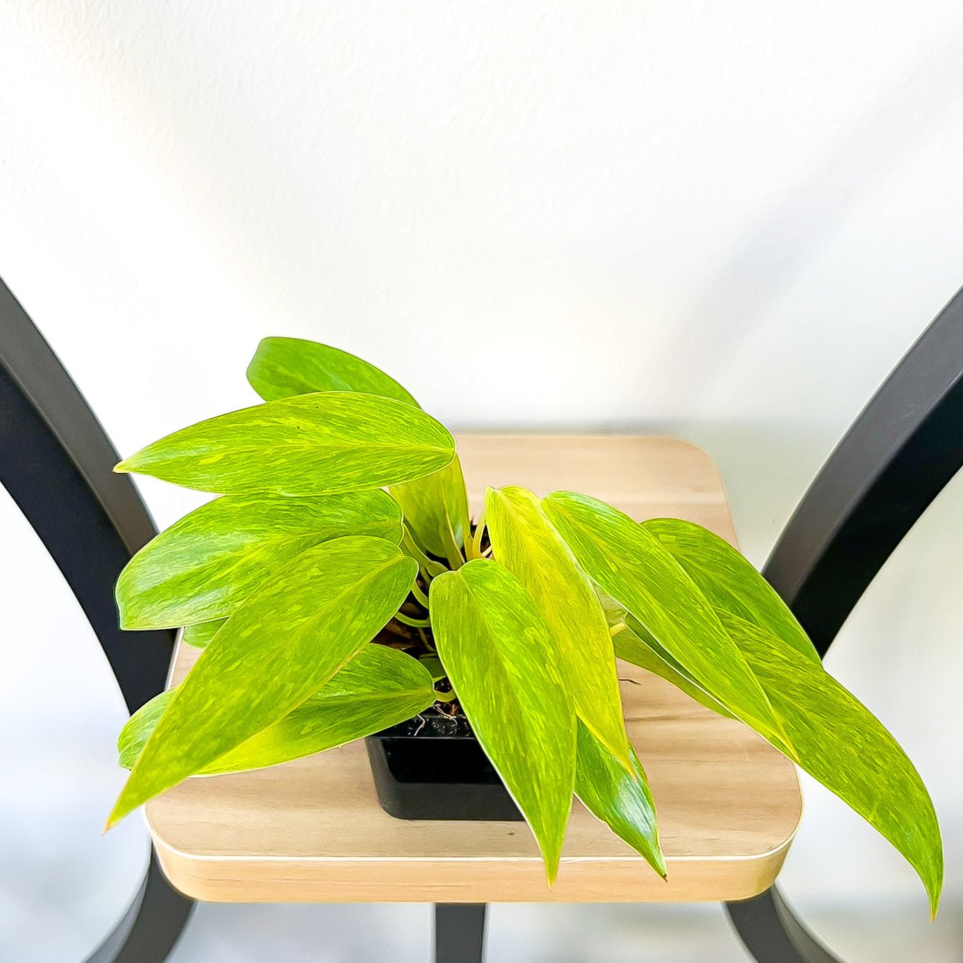 Philodendron Painted Lady | The Plant Boys