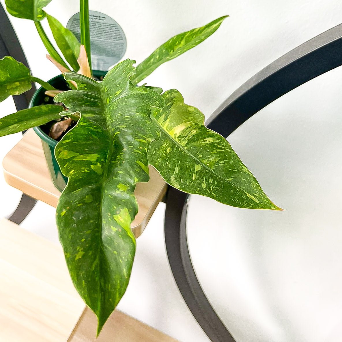 Philodendron Ring of Fire | The Plant Boys