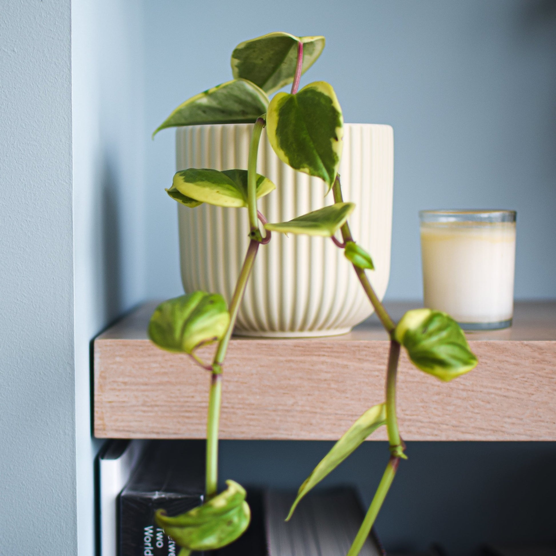 Peperomia Scandens Variegata | The Plant Boys