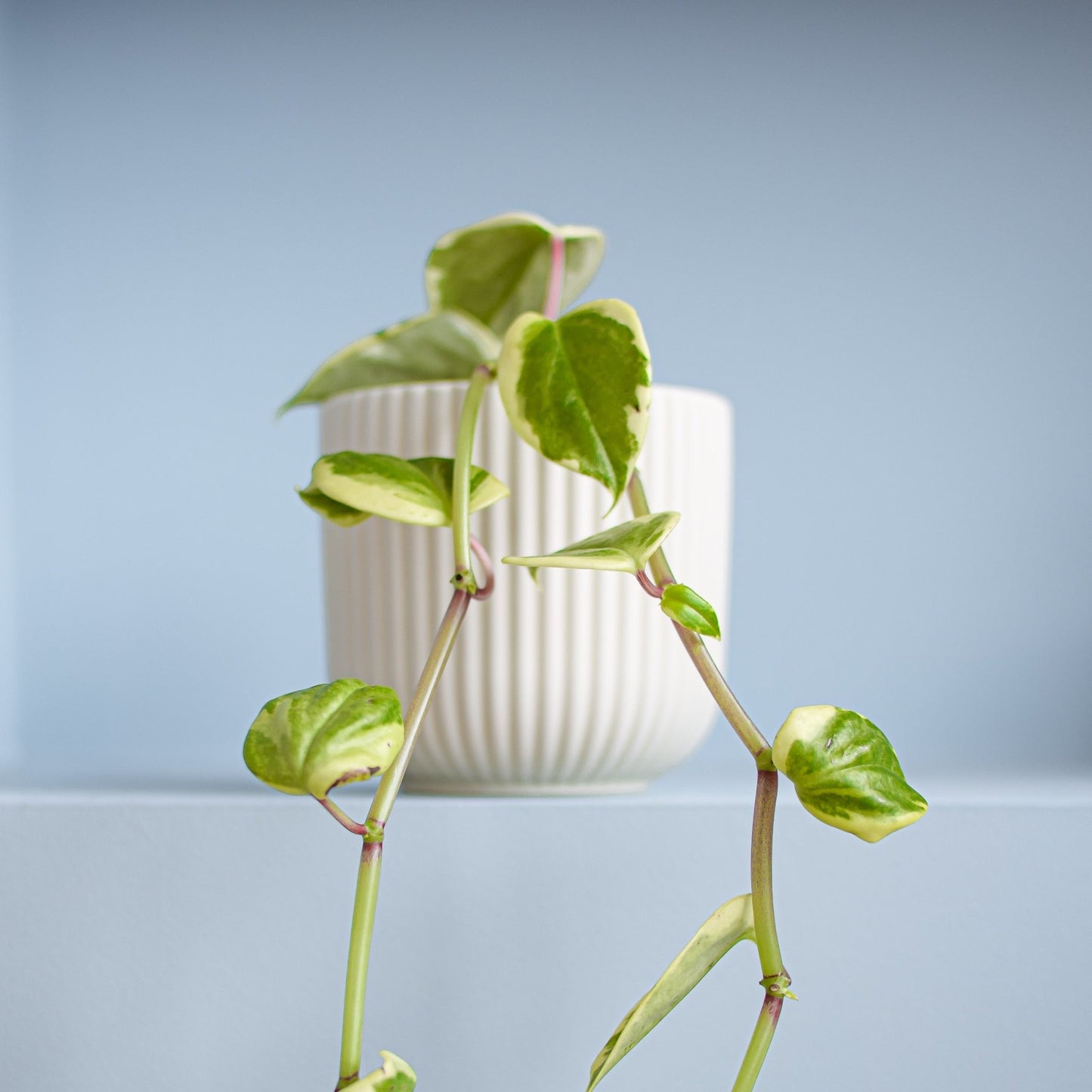 Peperomia Scandens Variegata | The Plant Boys