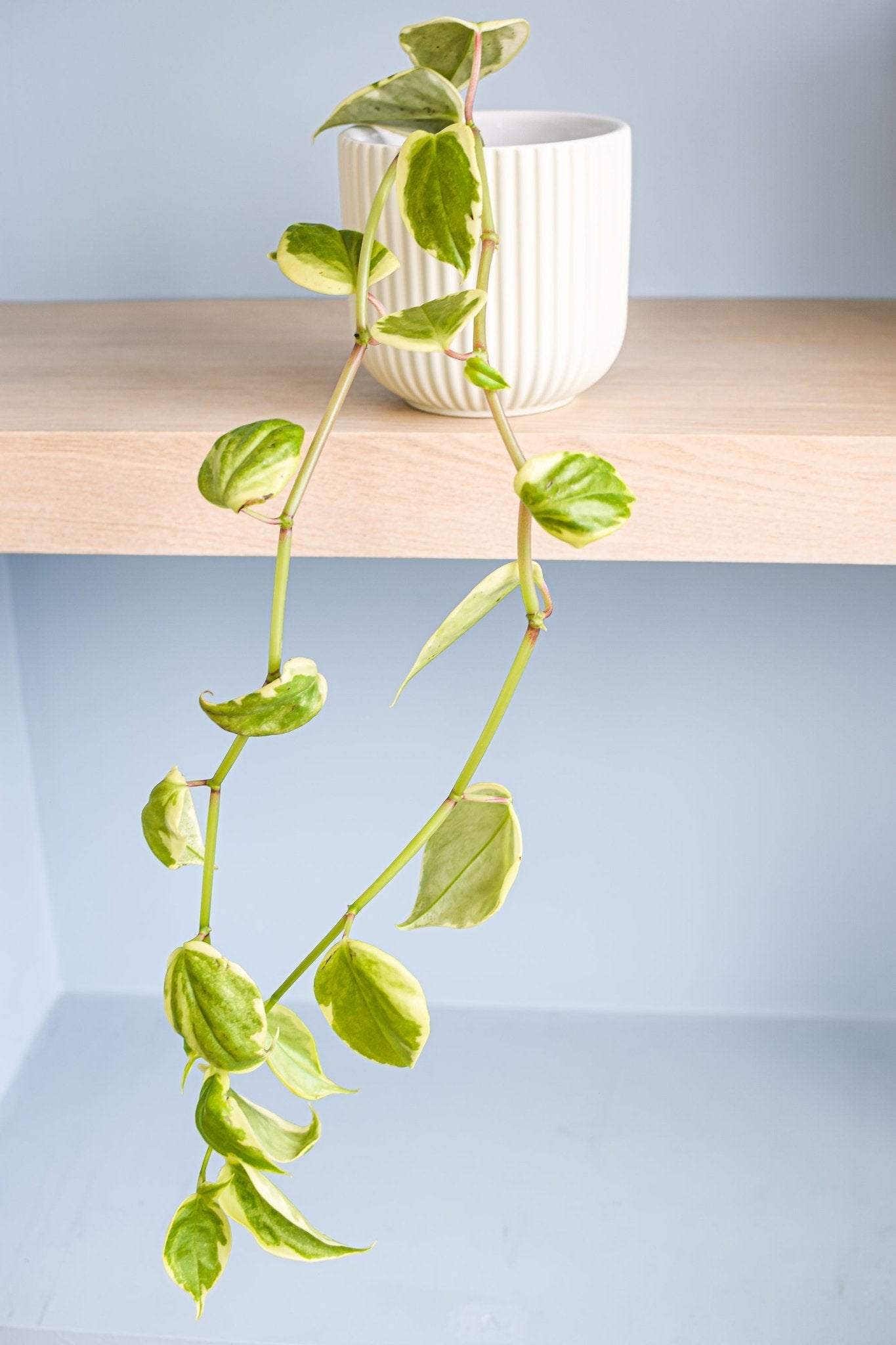 Peperomia Scandens Variegata | The Plant Boys